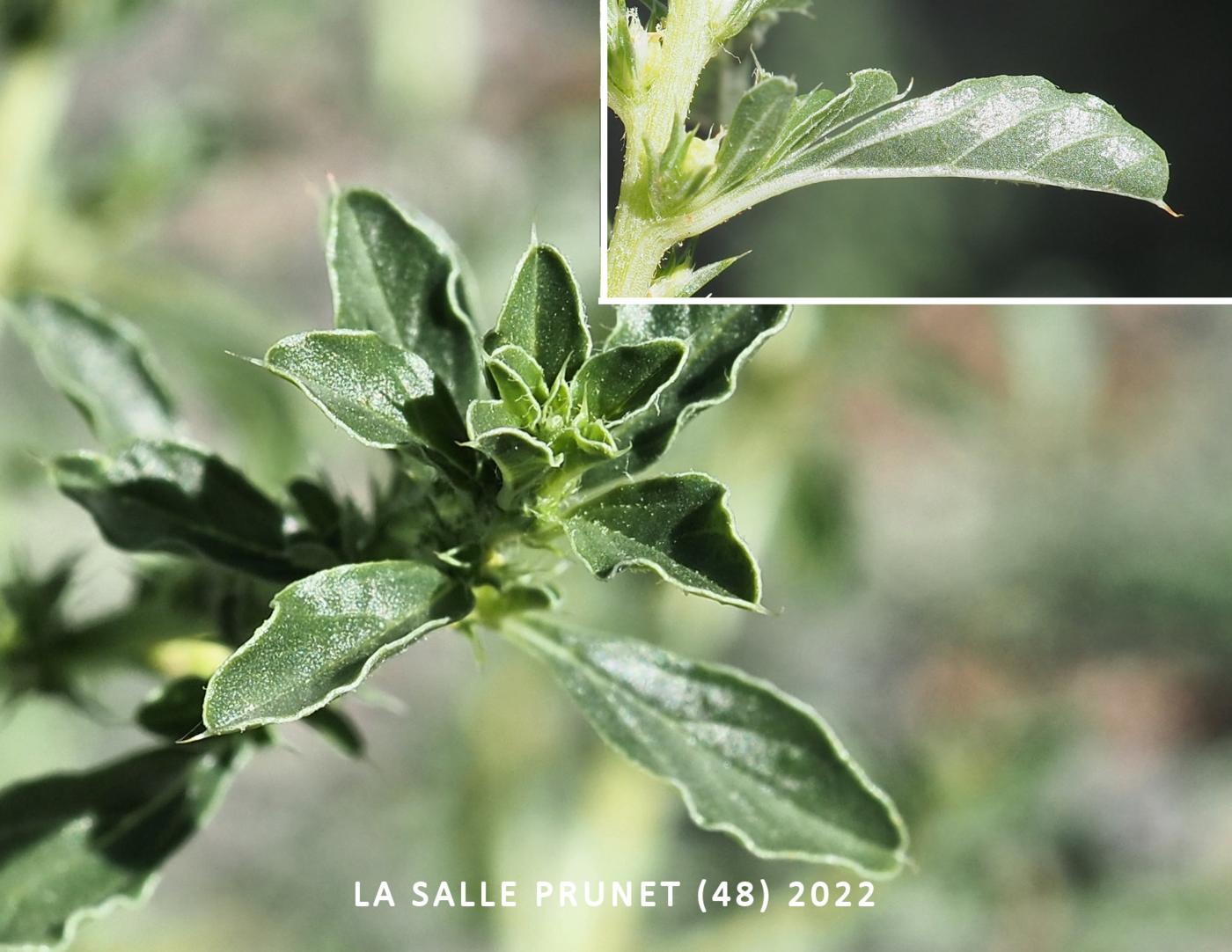 Pigweed, White; Tumbleweed leaf